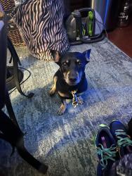 Lost Male Dog last seen Pershing and 29th St, Sarasota, FL 34234