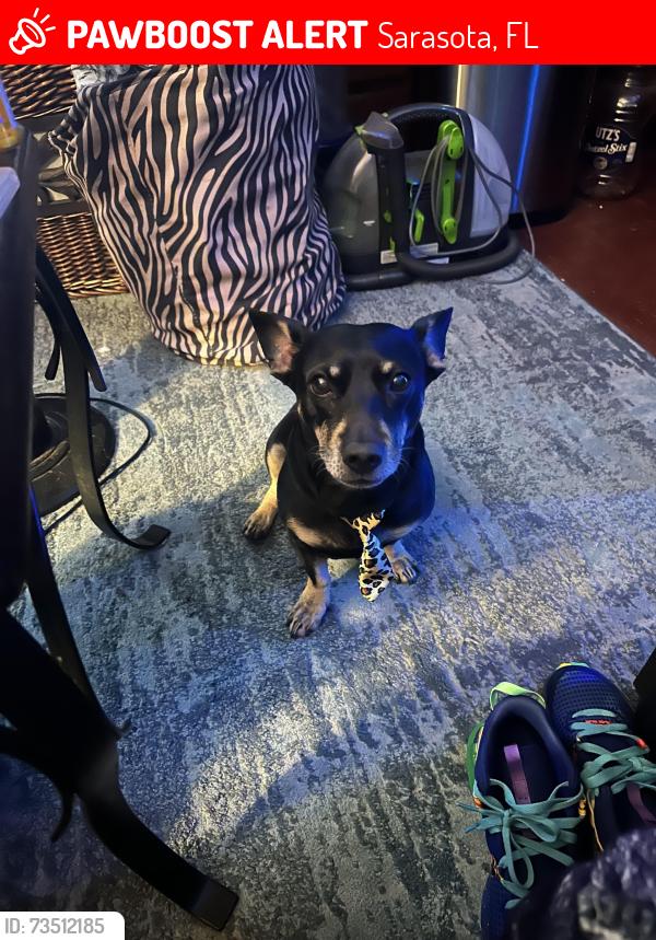 Lost Male Dog last seen Pershing and 29th St, Sarasota, FL 34234
