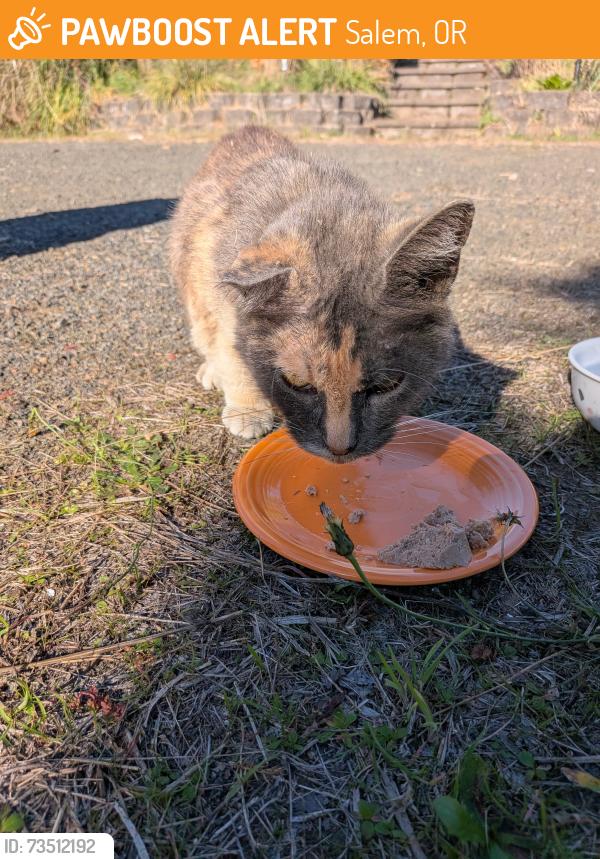 Found/Stray Female Cat last seen Cunningham Ln S, High Ridge Ct, Salem, OR 97302