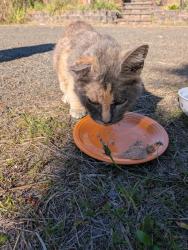 Found/Stray Female Cat last seen Cunningham Ln S, High Ridge Ct, Salem, OR 97302