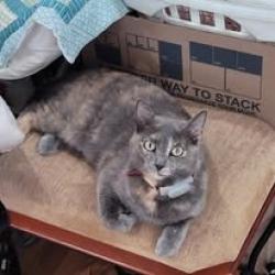 Reunited Female Cat last seen Near morton chase dr and Morningside Dr, Alpharetta, GA 30022