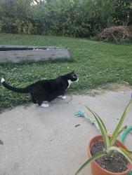 Reunited Male Cat last seen St. Joseph Avenue & Main Street, O'Fallon, MO 63366