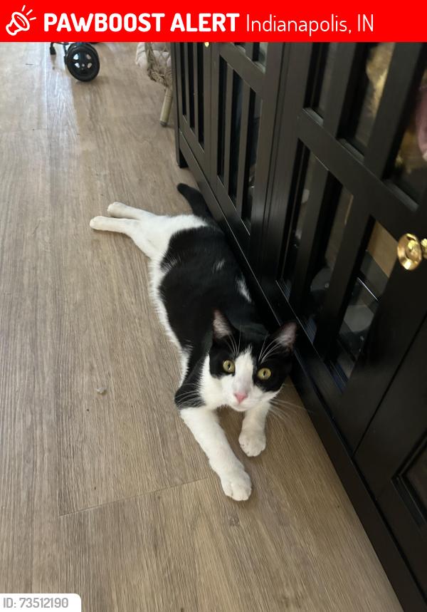 Lost Male Cat last seen 96th and Village Way, Indianapolis, IN 46256