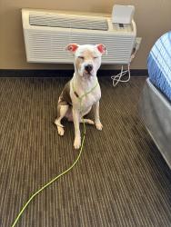 Found/Stray Male Dog last seen Boyette springs church of God, Riverview, FL 33569