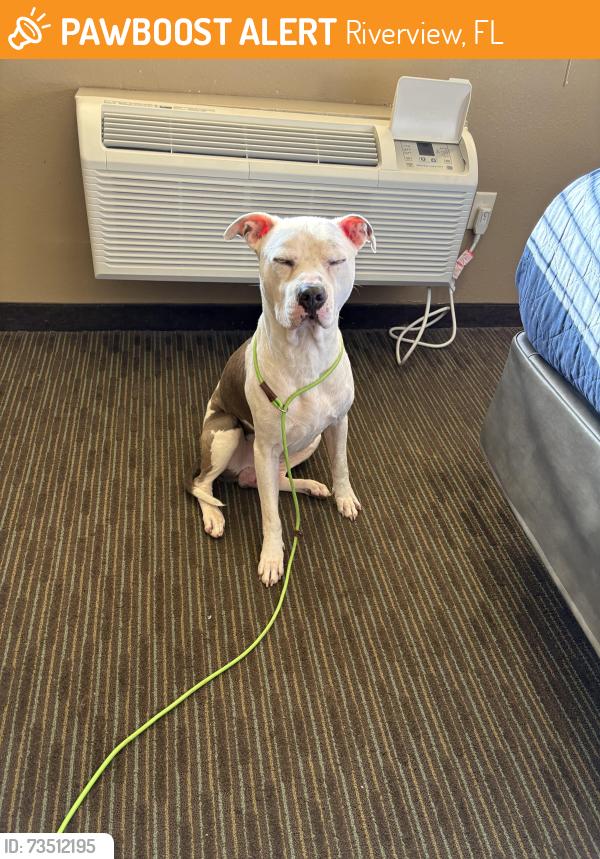 Found/Stray Male Dog last seen Boyette springs church of God, Riverview, FL 33569