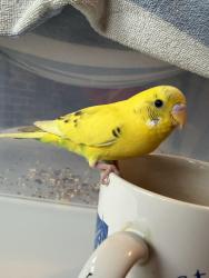 Found/Stray Unknown Bird last seen Oswego rd near green acres, Naperville, IL 60540