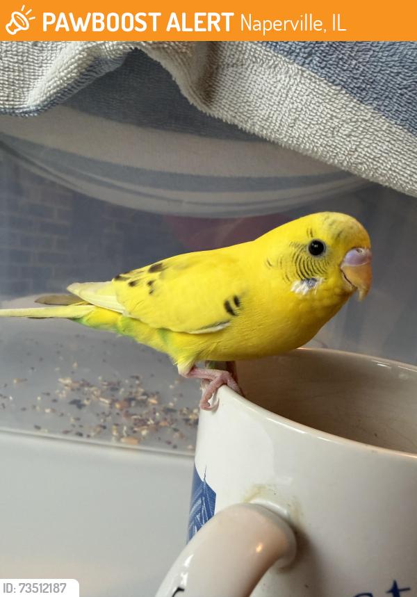 Found/Stray Unknown Bird last seen Oswego rd near green acres, Naperville, IL 60540