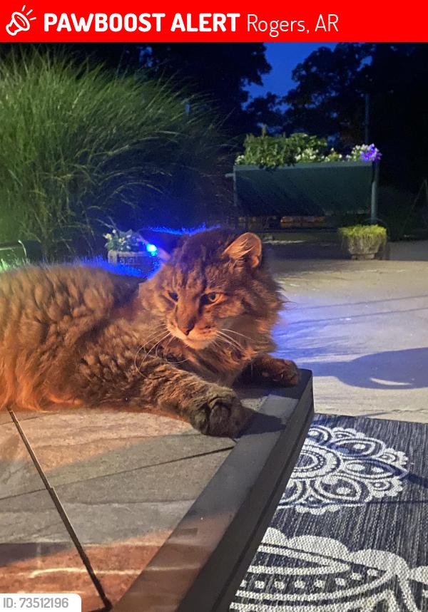 Lost Female Cat last seen Near Rainbow Road, Rogers, AR 72713