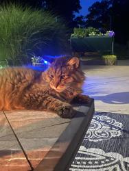 Lost Female Cat last seen Near Rainbow Road, Rogers, AR 72713