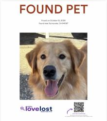 Reunited Male Dog last seen Yukon Dr, Sunnyvale, CA 94087, USA, Sunnyvale, CA 94087