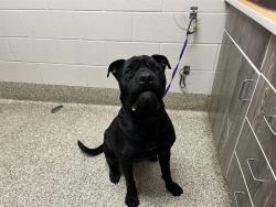 Shelter Stray Male Dog last seen Near BLOCK AMHERST ST, COLORADO SPRINGS CO 80911, 610 Abbot Ln, Colorado Springs, CO 80905, USA