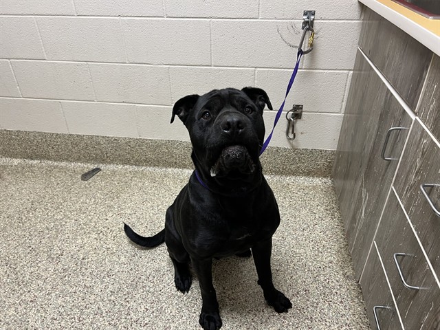 Shelter Stray Male Dog last seen Near BLOCK AMHERST ST, COLORADO SPRINGS CO 80911, 610 Abbot Ln, Colorado Springs, CO 80905, USA