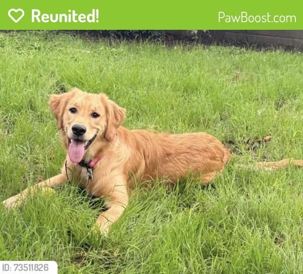 Reunited Female Dog last seen 39th between Hartford and Gary, Lubbock, TX 79413