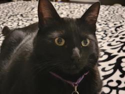 Lost Male Cat last seen E 97th Terrace and Lydia, Kansas City, MO 64134