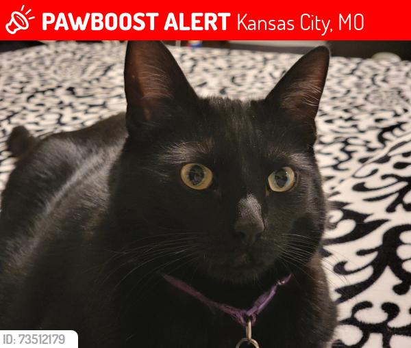 Lost Male Cat last seen E 97th Terrace and Lydia, Kansas City, MO 64134