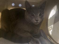 Shelter Stray Male Cat last seen Near BLOCK 48TH AVE S, AUBURN WA 98001, 21615 64th Ave S, Kent, WA 98032, USA