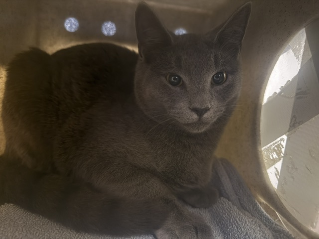 Shelter Stray Male Cat last seen Near BLOCK 48TH AVE S, AUBURN WA 98001, 21615 64th Ave S, Kent, WA 98032, USA