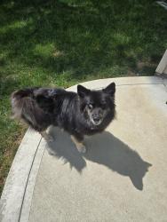 Reunited Female Dog last seen Last seen running around Summerlake, Pendleton, IN 46064