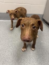 Shelter Stray Female Dog last seen Near, 5001 E Raymond St, Indianapolis, IN 46203, USA