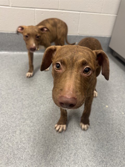 Shelter Stray Female Dog last seen Near, 5001 E Raymond St, Indianapolis, IN 46203, USA