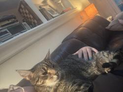 Lost Male Cat last seen 6th /. 7th, Philadelphia, PA 19106