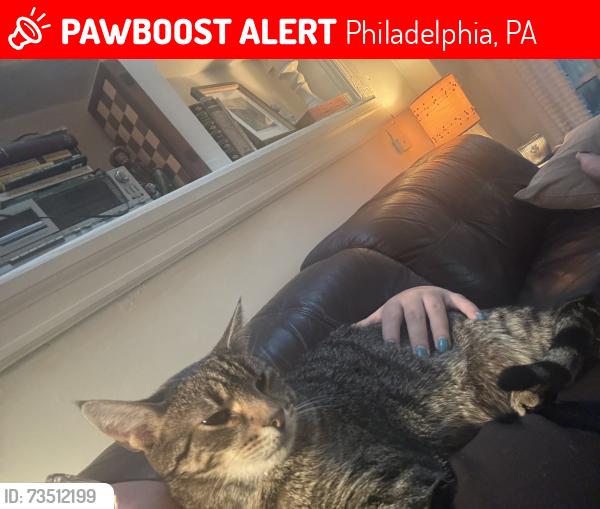Lost Male Cat last seen 6th /. 7th, Philadelphia, PA 19106