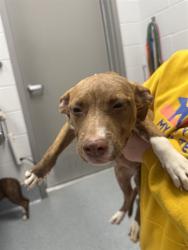 Shelter Stray Female Dog last seen Near, 5001 E Raymond St, Indianapolis, IN 46203, USA