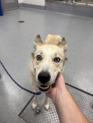 Shelter Stray Female Dog last seen Near, 5001 E Raymond St, Indianapolis, IN 46203, USA