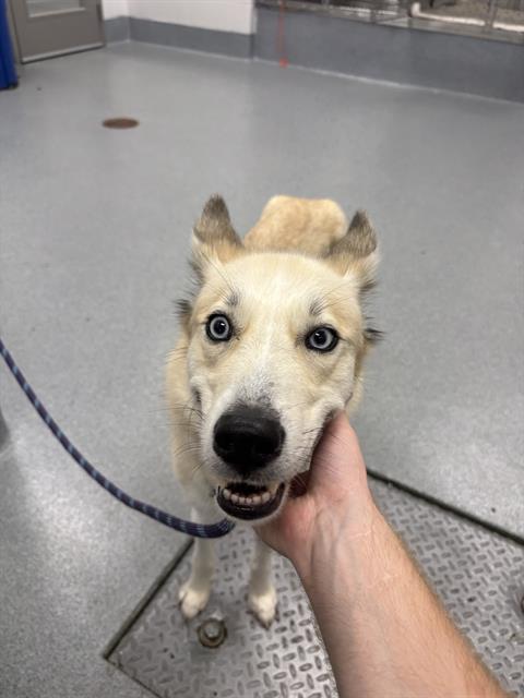 Shelter Stray Female Dog last seen Near, 5001 E Raymond St, Indianapolis, IN 46203, USA