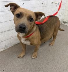 Shelter Stray Female Dog last seen RIVERSIDE AND SAN BERNARDINO, 333 Chandler Pl, San Bernardino, CA 92408, USA