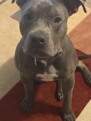 Reunited Female Dog last seen My backyard, San Diego, CA 92114
