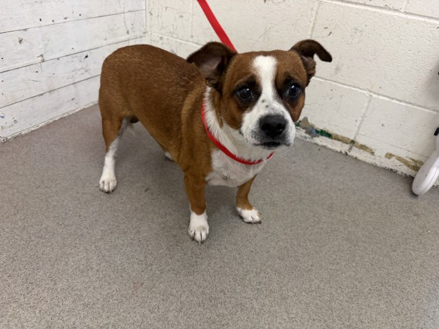 Shelter Stray Male Dog last seen RIVERSIDE AND SAN BERNARDINO, 333 Chandler Pl, San Bernardino, CA 92408, USA