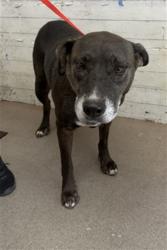 Shelter Stray Female Dog last seen EUCALYPTUS AND AVLLEY, 333 Chandler Pl, San Bernardino, CA 92408, USA