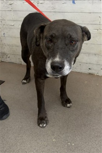 Shelter Stray Female Dog last seen EUCALYPTUS AND AVLLEY, 333 Chandler Pl, San Bernardino, CA 92408, USA