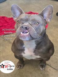 Shelter Stray Female Dog last seen , 14409 Vanowen St, Van Nuys, CA 91405, USA