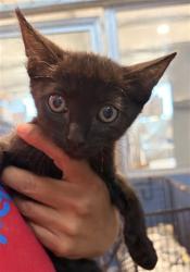 Shelter Stray Female Cat last seen TIPPECANOE X BASELINE, 333 Chandler Pl, San Bernardino, CA 92408, USA
