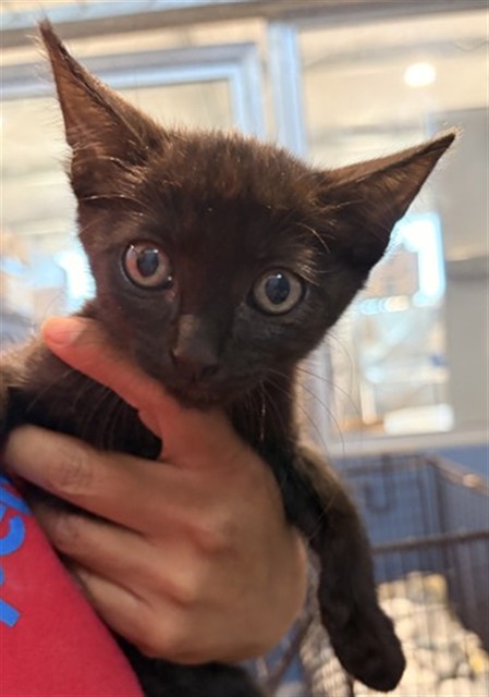 Shelter Stray Female Cat last seen TIPPECANOE X BASELINE, 333 Chandler Pl, San Bernardino, CA 92408, USA