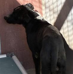 Shelter Stray Male Dog last seen THOLA/CANAL, 1150 11 Mile Corner, Casa Grande, AZ 85194, USA