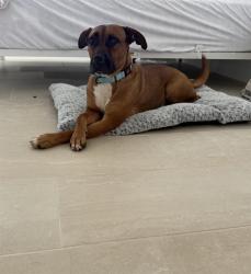 Shelter Stray Female Dog last seen FLAGLER AND 82, 3599 NW 79th Ave, Doral, FL 33122, USA