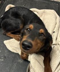 Shelter Stray Female Dog last seen ALBANY WAY / HWY 84, 1150 11 Mile Corner, Casa Grande, AZ 85194, USA