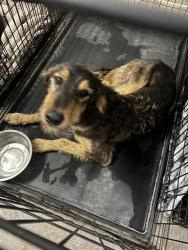 Shelter Stray Female Dog last seen ALBANY WAY / HWY 84, 1150 11 Mile Corner, Casa Grande, AZ 85194, USA
