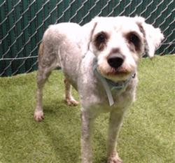 Shelter Stray Female Dog last seen , 11258 Garfield Ave, Downey, CA 90242, USA
