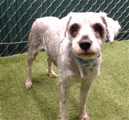Shelter Stray Female Dog last seen , 11258 Garfield Ave, Downey, CA 90242, USA