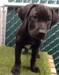 Shelter Stray Female Dog last seen , 11258 Garfield Ave, Downey, CA 90242, USA