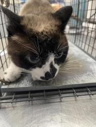 Shelter Stray Unknown Cat last seen Near BLOCK FIERCE STAR AVE, 655 N Mojave Rd, Las Vegas, NV 89101, USA