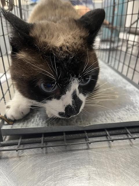 Shelter Stray Unknown Cat last seen Near BLOCK FIERCE STAR AVE, 655 N Mojave Rd, Las Vegas, NV 89101, USA
