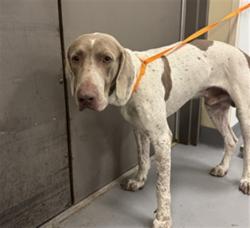 Shelter Stray Male Dog last seen Near BLOCK MULBERRY DR, HEMET, CA, 581 S Grand Ave, San Jacinto, CA 92582, USA