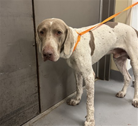 Shelter Stray Male Dog last seen Near BLOCK MULBERRY DR, HEMET, CA, 581 S Grand Ave, San Jacinto, CA 92582, USA
