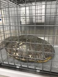 Shelter Stray Unknown Other last seen Near BLOCK NATURE PARK DR, NORTH LAS VEGAS NV 89084, 655 N Mojave Rd, Las Vegas, NV 89101, USA