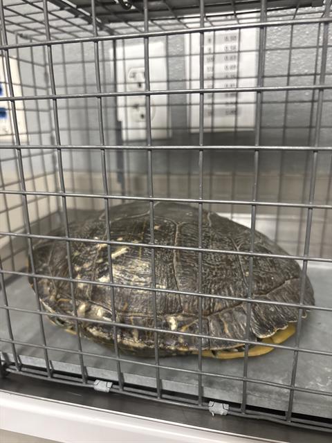 Shelter Stray Unknown Other last seen Near BLOCK NATURE PARK DR, NORTH LAS VEGAS NV 89084, 655 N Mojave Rd, Las Vegas, NV 89101, USA